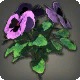 Purple Violas