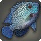 Pyariyoanaan Cichlid