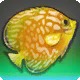 Python Discus