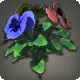 Rainbow Violas