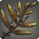 Rarefied Kelp