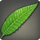 Ratanhia Leaves
