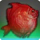 Red Boarfish