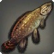 Red Bowfin