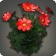 Red Cosmos