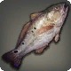 Red Drum