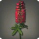 Red Lupins