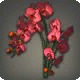 Red Moth Orchids