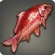 Red Prismfish