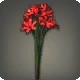 Red Triteleia