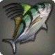 Rhotano Roosterfish