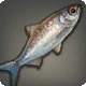 River Barramundi