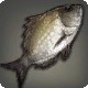 River Bream