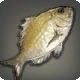 Sand Bream