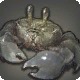 Shadow Crab