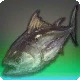 Shark Tuna