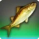 Shuckfin Dace