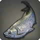 Silver Characin