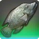 Silvermoon Tilapia