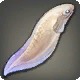 Snailfish