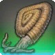 Soliclymenia