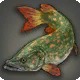 Speckled Pike