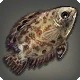 Spotted Ctenopoma