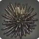 Spring Urchin