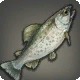 Steelhead Trout