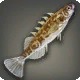 Stickleback