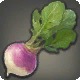 Sugar Beet