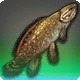 Swampsucker Bowfin