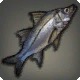 Swordspine Snook