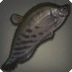 Teardrop Knifefish