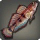 Thavnairian Goby