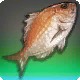 The Greatest Bream in the World