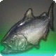 The Sinker