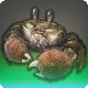 The Terpsichorean