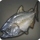 Three-lip Carp