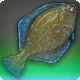 Thunderous Flounder
