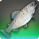 Thunderswift Trout