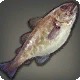 Tiger Cod
