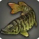 Tiger Muskellunge