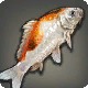 Tricolored Carp