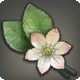 Trillium