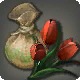 Tulip Bulbs