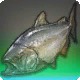Twin-tongued Carp