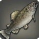 Urqotrout