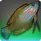 Vidyutvat Wrasse
