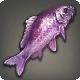 Violet Prismfish